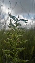 Habenaria mossii