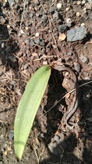 Drimiopsis burkei