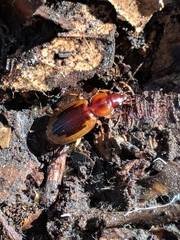 Tanystoma maculicolle