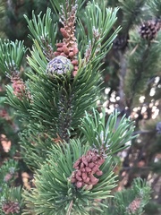Pinus