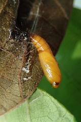 Pexicopia melitolicna