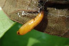 Pexicopia melitolicna