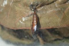 Pexicopia melitolicna