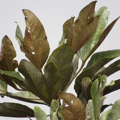 Oreopanax discolor
