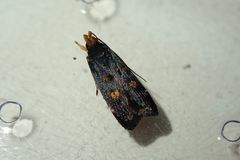 Pexicopia melitolicna