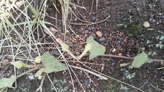Ipomoea obscura obscura