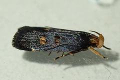 Pexicopia melitolicna