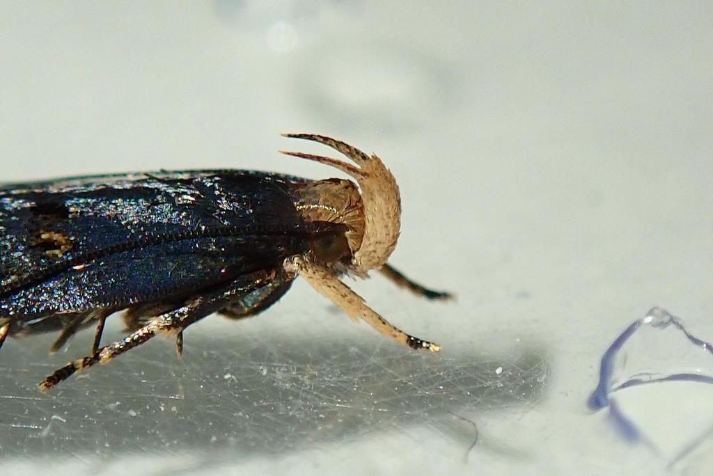 Pexicopia melitolicna