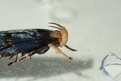 Pexicopia melitolicna