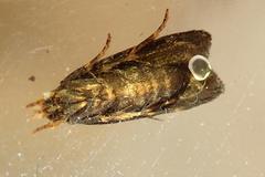 Pexicopia melitolicna