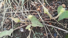 Ipomoea obscura obscura