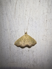 Hyalobathra crenulata