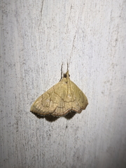 Hyalobathra crenulata