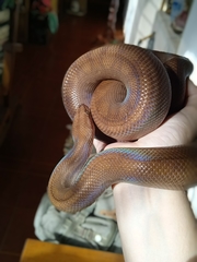 Epicrates maurus