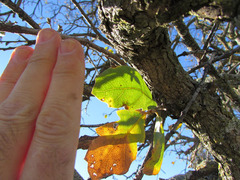Quercus douglasii