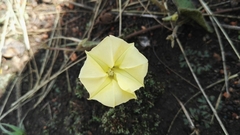 Ipomoea obscura obscura