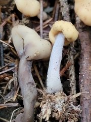 Cudonia