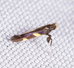 Caloptilia cornusella