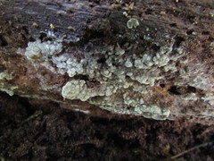 Botryobasidium conspersum