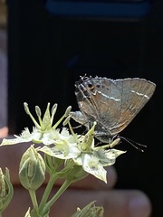 Callophrys spinetorum millerorum