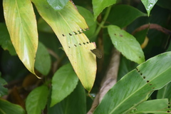 Hermeuptychia canthe