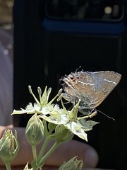 Callophrys spinetorum millerorum