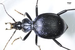 Scaphinotus interruptus