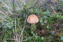 Leccinum rotundifoliae
