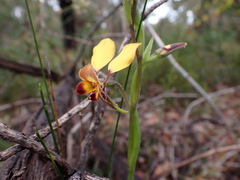 Diuris brumalis