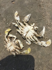 Matuta