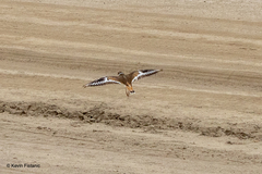 Charadrius vociferus