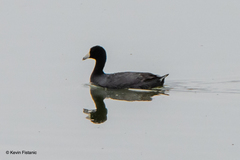Fulica americana