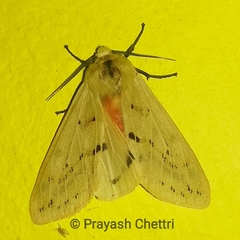 Spilarctia obliqua