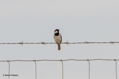 Passer domesticus