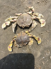 Matuta