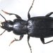 Pterostichus californicus - Photo (c) Don Loarie, some rights reserved (CC BY)