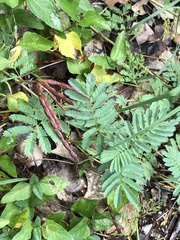 Desmanthus leptolobus