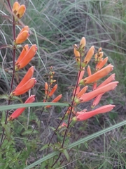 Lamourouxia rhinanthifolia