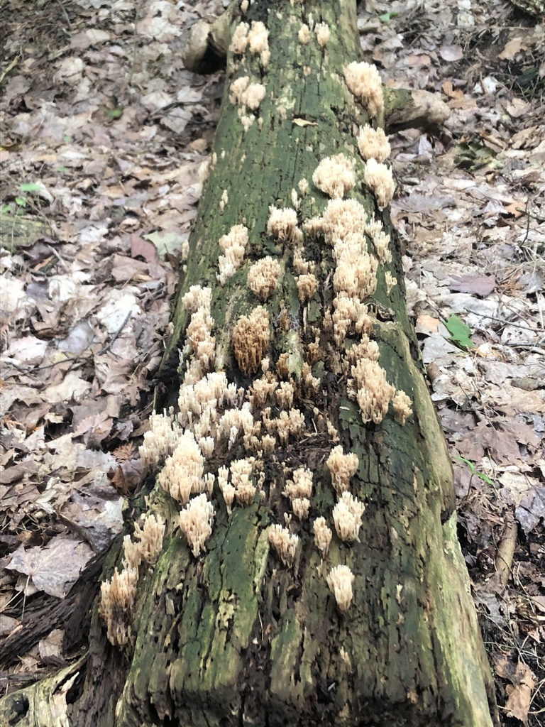 mushrooms, bracket fungi, puffballs, and allies in July 2021 by ...