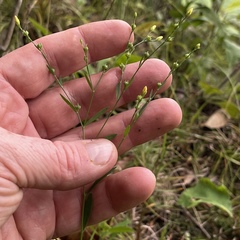 Linum virginianum