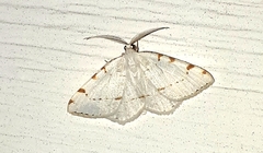 Macaria pustularia