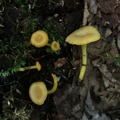 Gloioxanthomyces nitidus