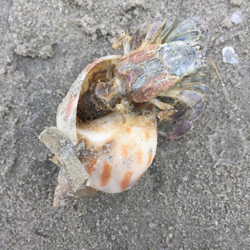 Spotted Babylon Snail