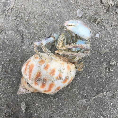 Babylonia areolata