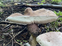 Boletus separans