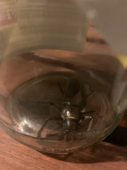 Derobrachus geminatus