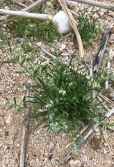 Pectocarya heterocarpa