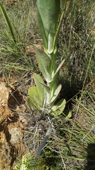 Kalanchoe thyrsiflora