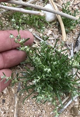 Pectocarya heterocarpa