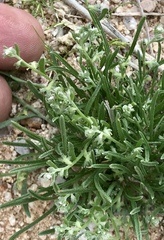Pectocarya heterocarpa
